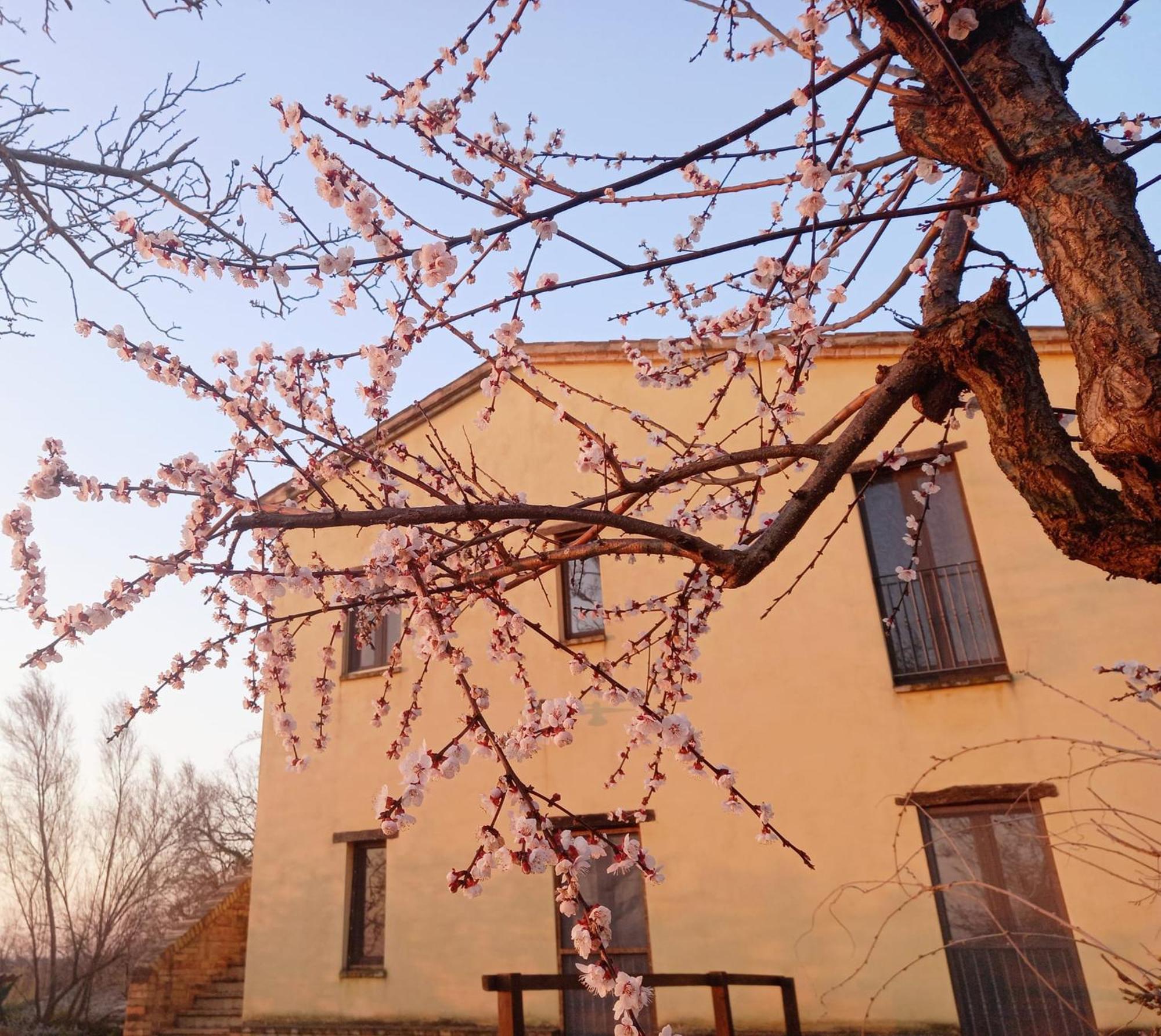 Colmurano Il Casale Di Aurora Country House المظهر الخارجي الصورة